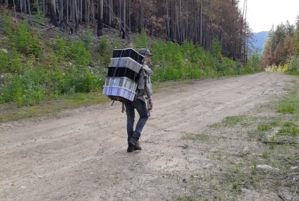 It’s going to be a glorious season for morel mushrooms in the Okanagan | iNwine