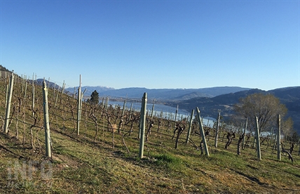 Millions in replant money for Okanagan fruit growers only a small part of the solution | iNwine