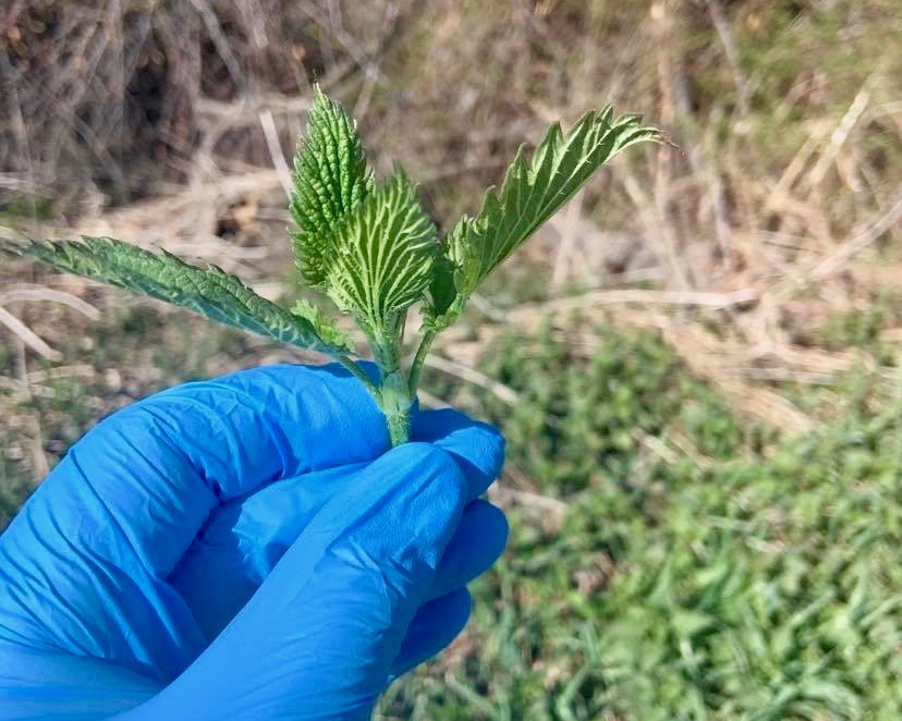 Celebrate Earth Day with a lesson on foraging from Chef Jesse Croy | iNwine Celebrate Earth Day with a lesson on foraging from Chef Jesse Croy | iNwine