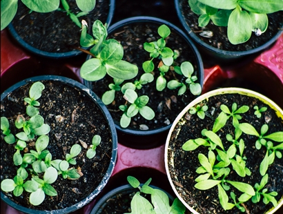 FOOD SECURITY: Learn about seed saving this weekend in South Okanagan | iNwine