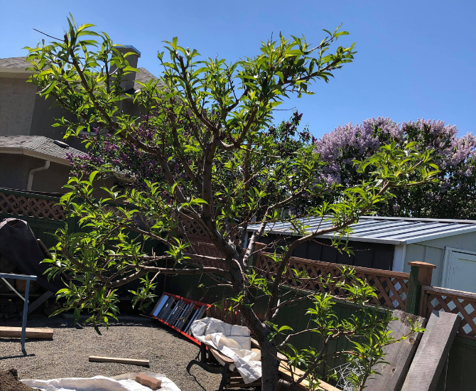 It looks like another bad year for Kamloops, Okanagan peaches, apricots | iNwine