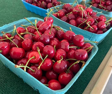 Cherry season is already underway in the South Okanagan | iNwine Cherry season is already underway in the South Okanagan | iNwine