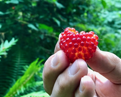 Go forage for wild berries | iNwine