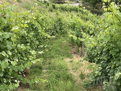 Wet weather hasn’t dampened outlook for Okanagan vineyards | iNwine Wet weather hasn’t dampened outlook for Okanagan vineyards | iNwine