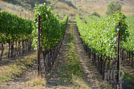Why Vernon doesn’t have any wineries… yet | iNwine