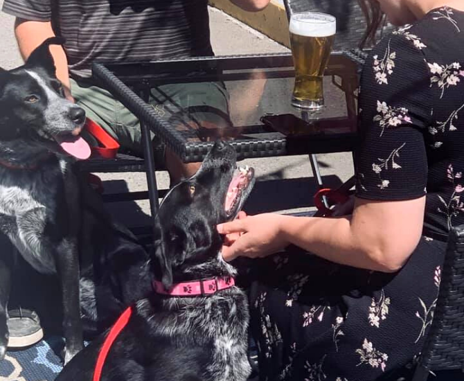Bring your dog next time you visit this Kamloops restaurant’s patio | iNwine