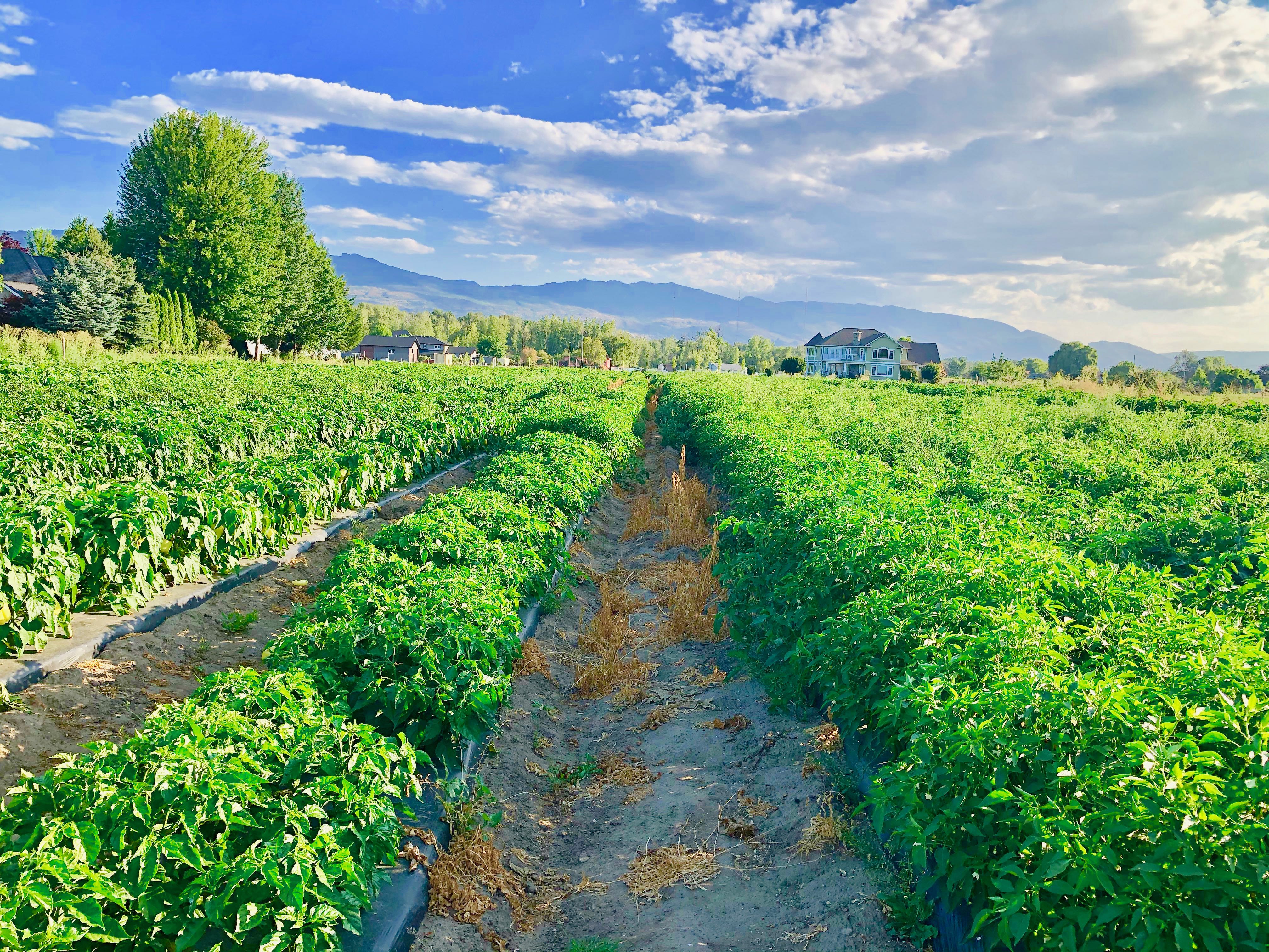 Don O Ray is a one stop farmers market shop & more | iNwine