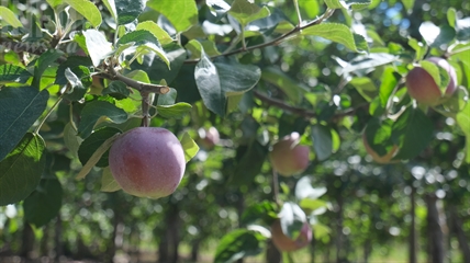 Apple grower offers U-pick in response to scarce farm labour | iNwine