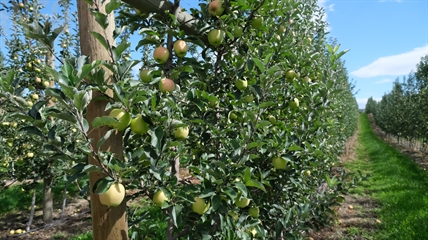 Okanagan’s Unusually Good Apple Bites looking to be national snack champs | iNwine