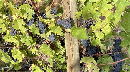 As grape harvests begin, will Merlot be the most common B.C. varietal again? | iNwine