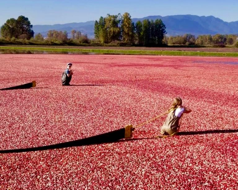 Cranberries: A B.C. love story | iNwine Cranberries: A B.C. love story | iNwine