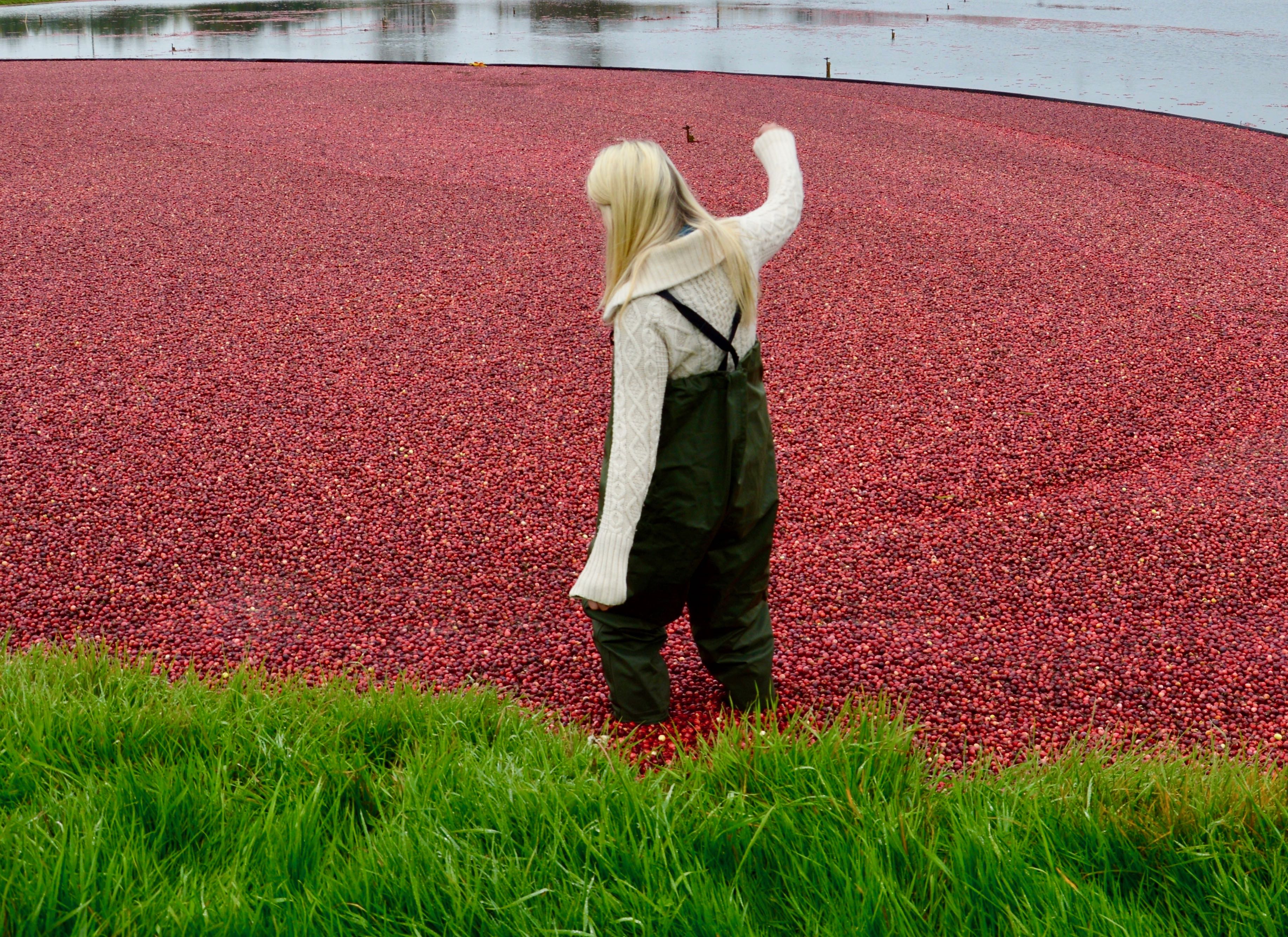 Cranberries: A B.C. love story | iNwine Cranberries: A B.C. love story | iNwine