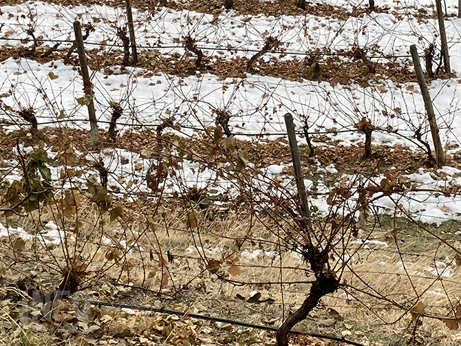 Growing grapes in Okanagan is ‘like Russian roulette’ these days: winemaker | iNwine