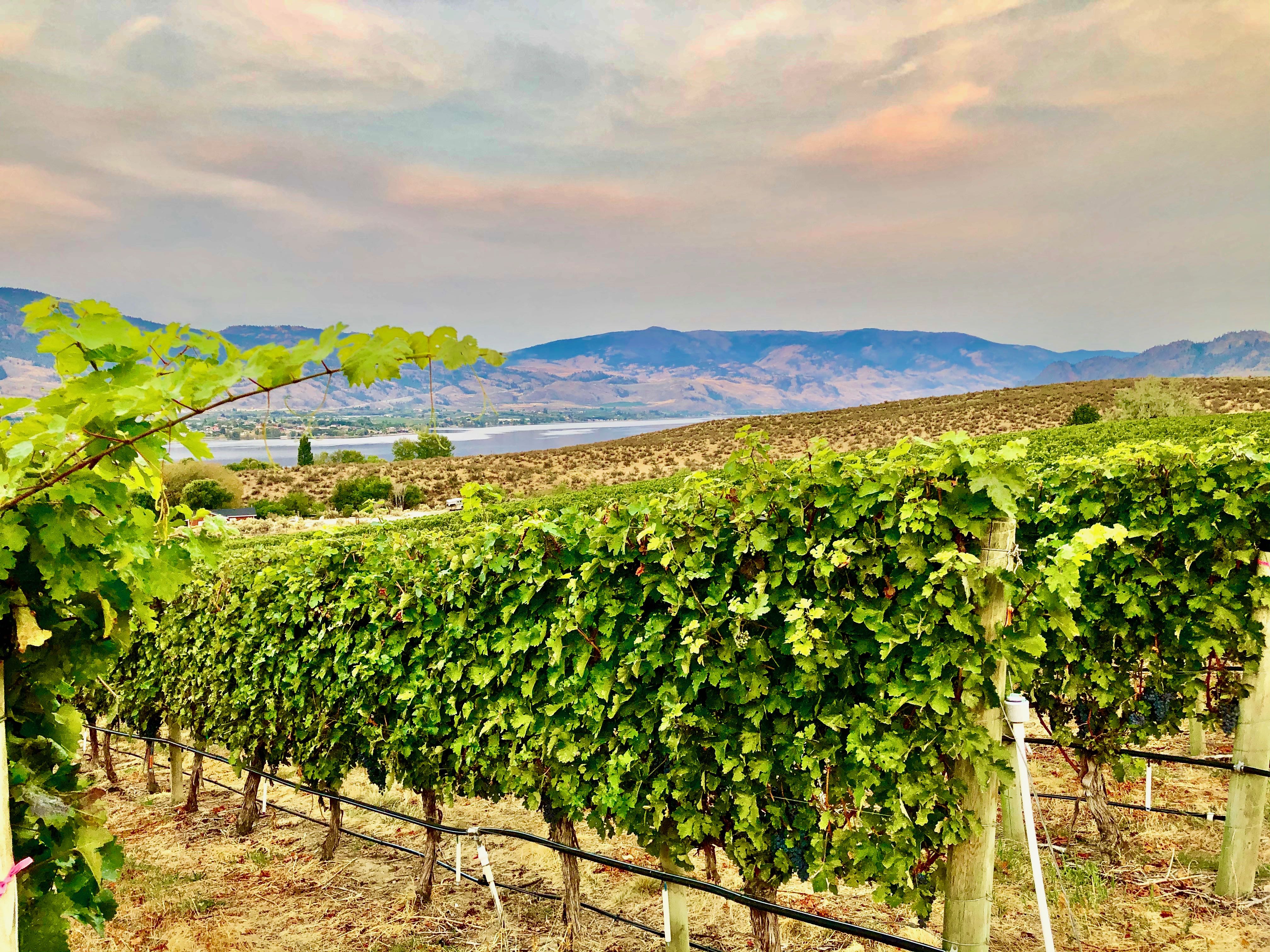 The Bear, The Fish, The Root & The Berry: Down to earth at this unique Osoyoos restaurant | iNwine