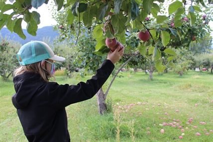 Stopping the rot: Okanagan College initiative creates juice from abandoned apples | iNwine