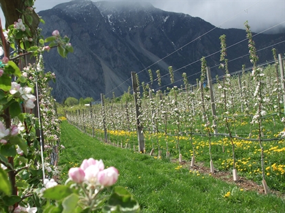 Budding farmer gets chance to grow Keremeos dream orchard thanks to land-matching program | iNwine Budding farmer gets chance to grow Keremeos dream orchard thanks to land-matching program | iNwine