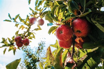 Budding farmer gets chance to grow Keremeos dream orchard thanks to land-matching program | iNwine Budding farmer gets chance to grow Keremeos dream orchard thanks to land-matching program | iNwine