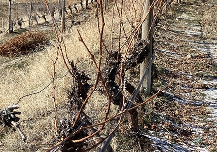 Too cold for icewine: Overnight temperatures could damage Okanagan grape vines | iNwine