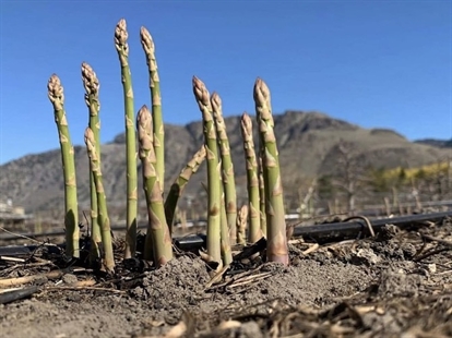 Okanagan asparagus season is underway | iNwine Okanagan asparagus season is underway | iNwine