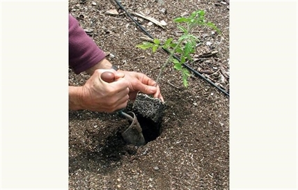 Turning point: When is it safe to plant your garden? | iNwine Turning point: When is it safe to plant your garden? | iNwine