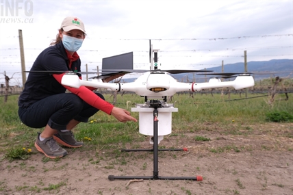 iN VIDEO: Drones distributing sterile moths in Okanagan to curb pest numbers | iNwine