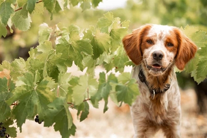 Touring wineries with your furry, four-legged friend | iNwine