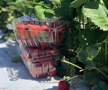 Strawberry season returns to the Okanagan | iNwine