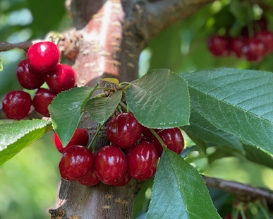 RECIPE: Fresh cherry slice | iNwine RECIPE: Fresh cherry slice | iNwine