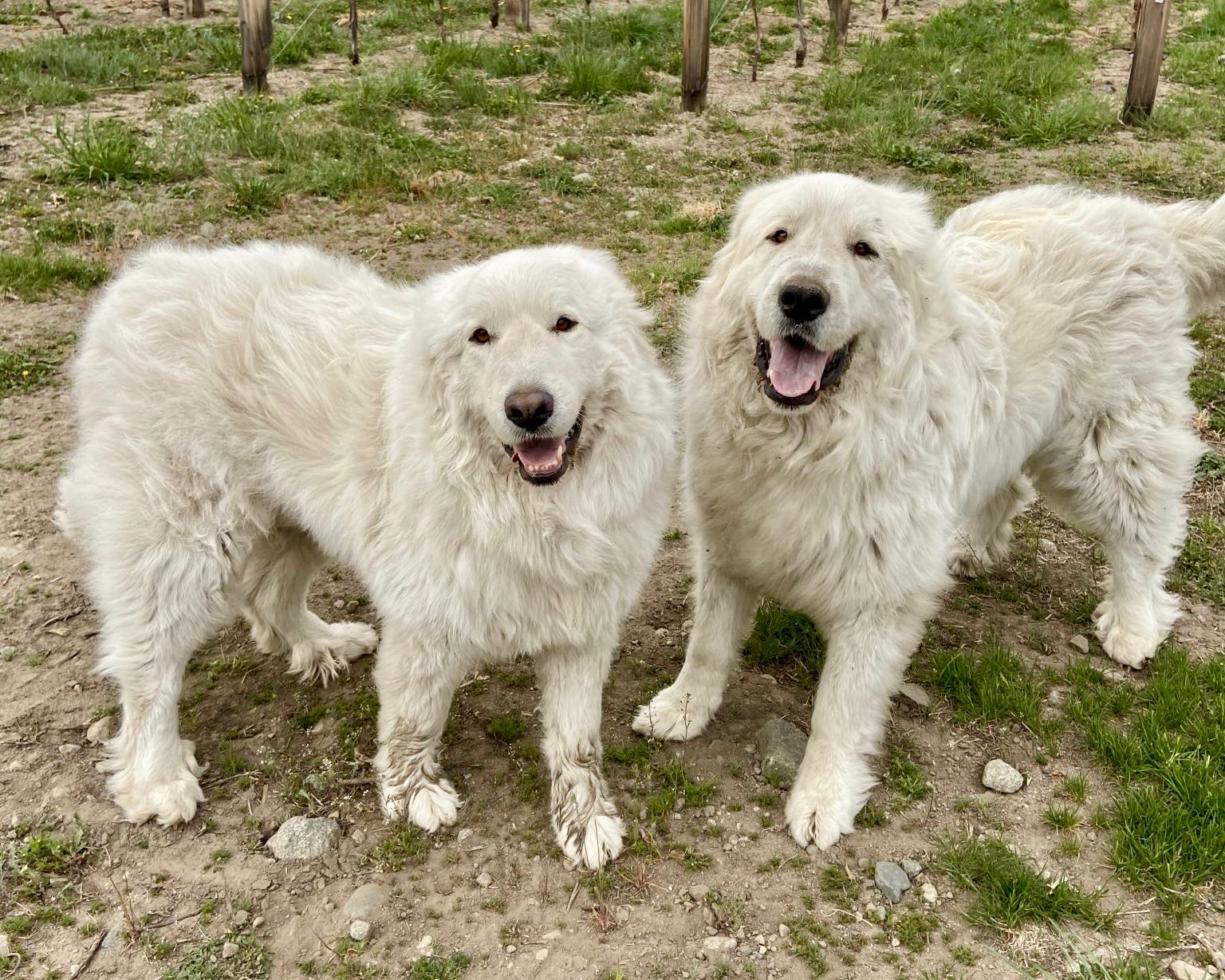 Wine of the Week: Bizou + Yukon Savvy Gris | iNwine