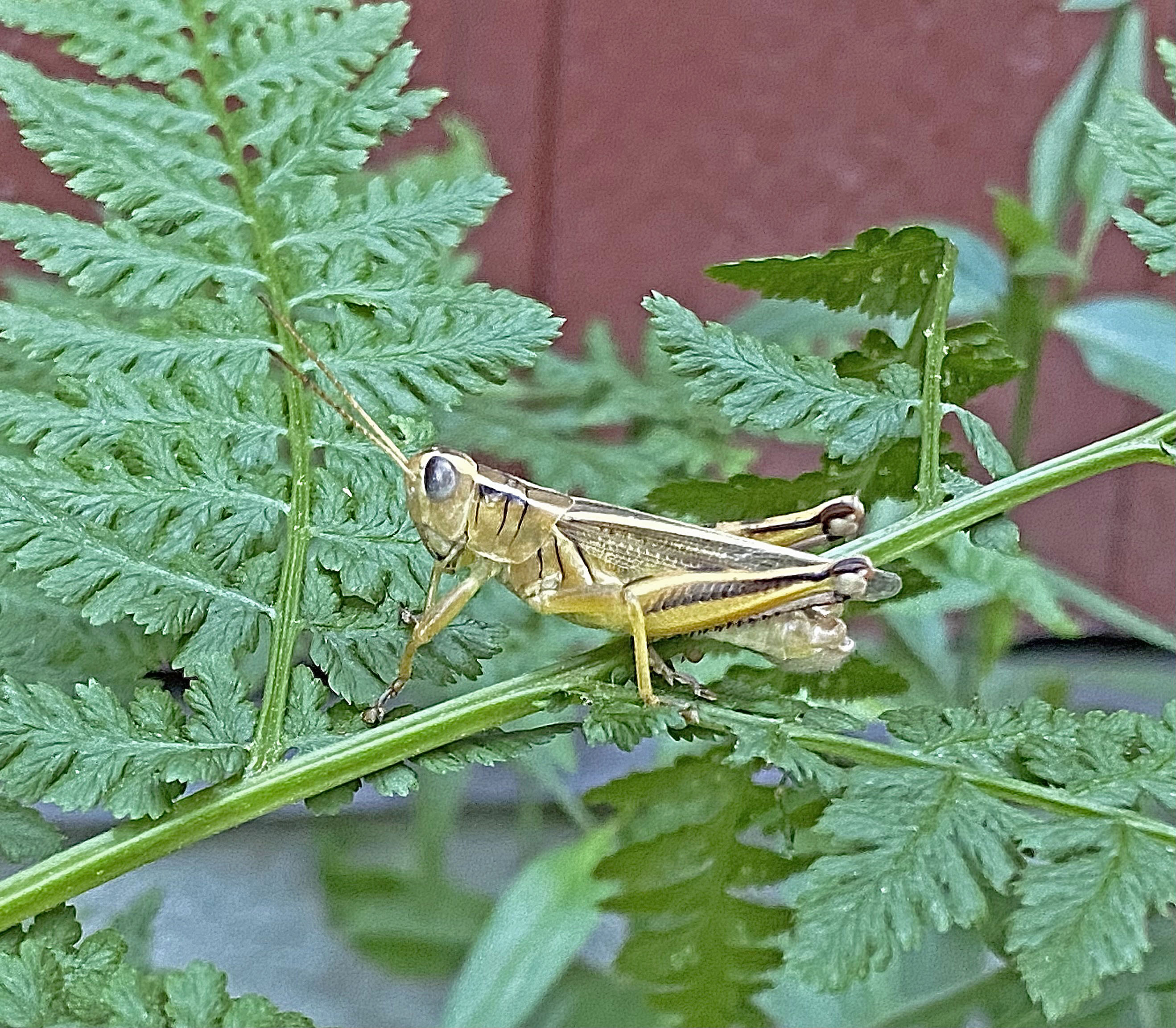 Why there are more grasshoppers, leafhoppers than usual in Okanagan this summer | iNwine