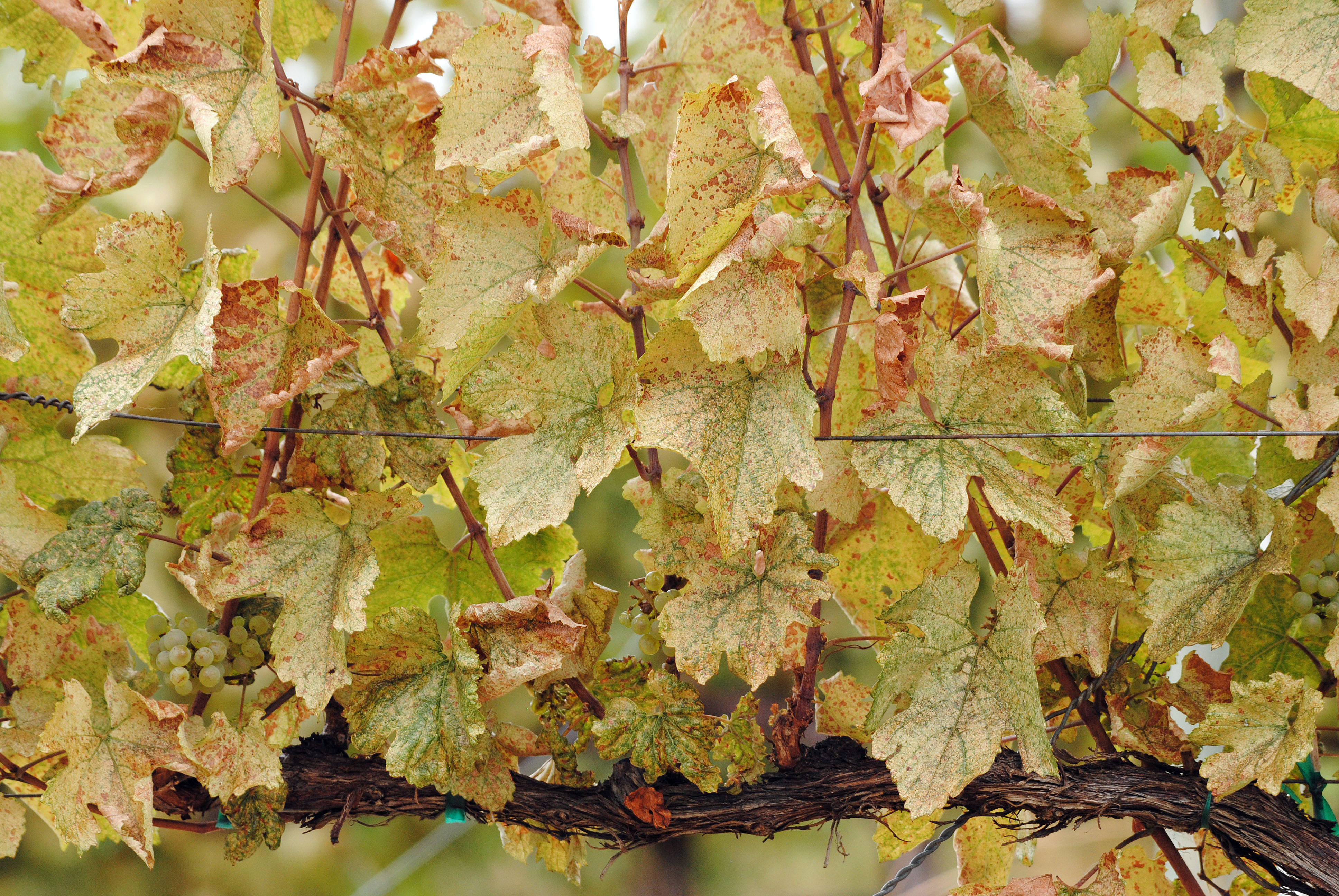 Why there are more grasshoppers, leafhoppers than usual in Okanagan this summer | iNwine