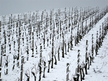Okanagan ice wines getting the cold shoulder this winter | iNwine
