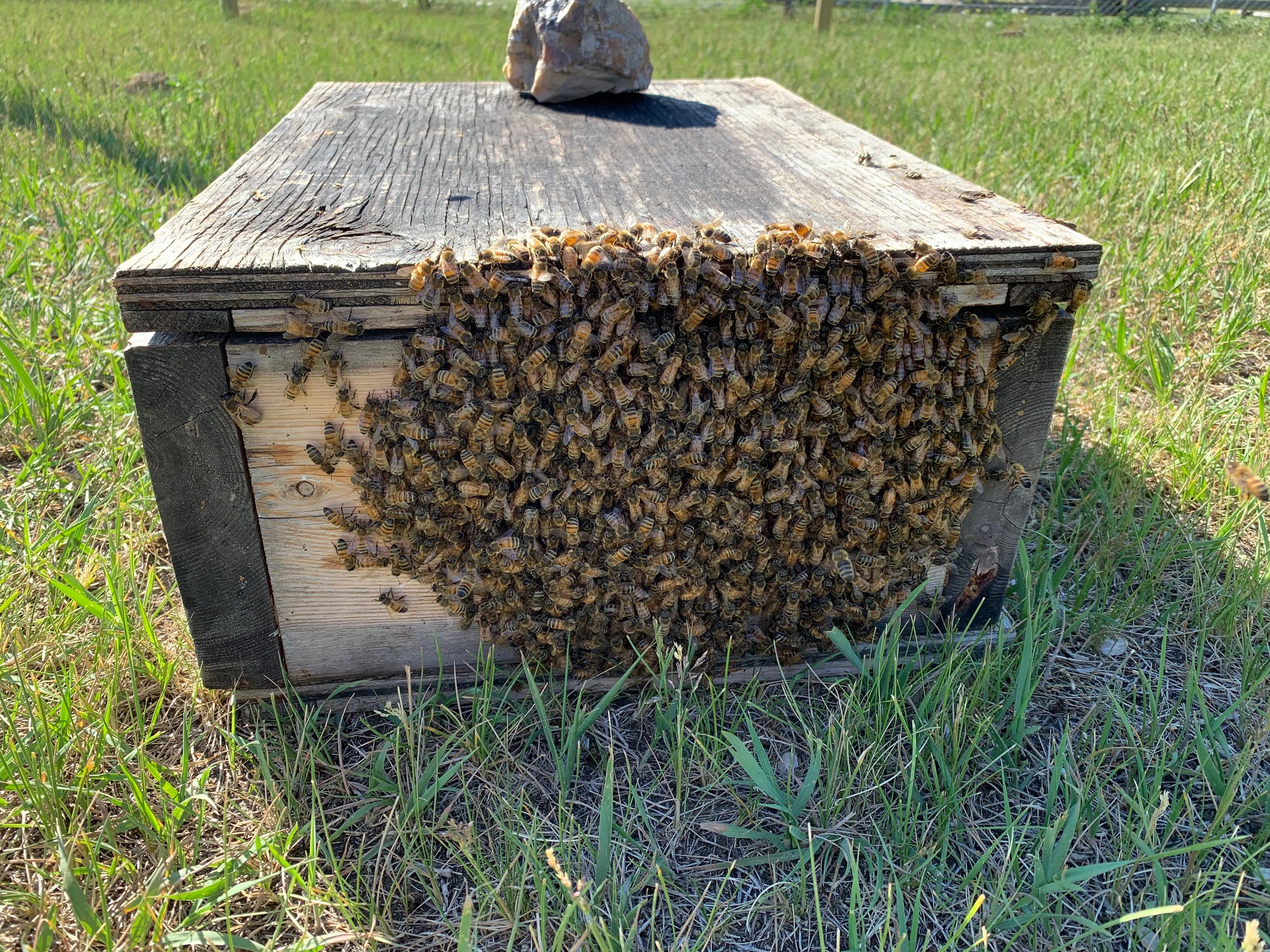 New Kamloops meadery plans to make honey wine with help from local bees | iNwine New Kamloops meadery plans to make honey wine with help from local bees | iNwine