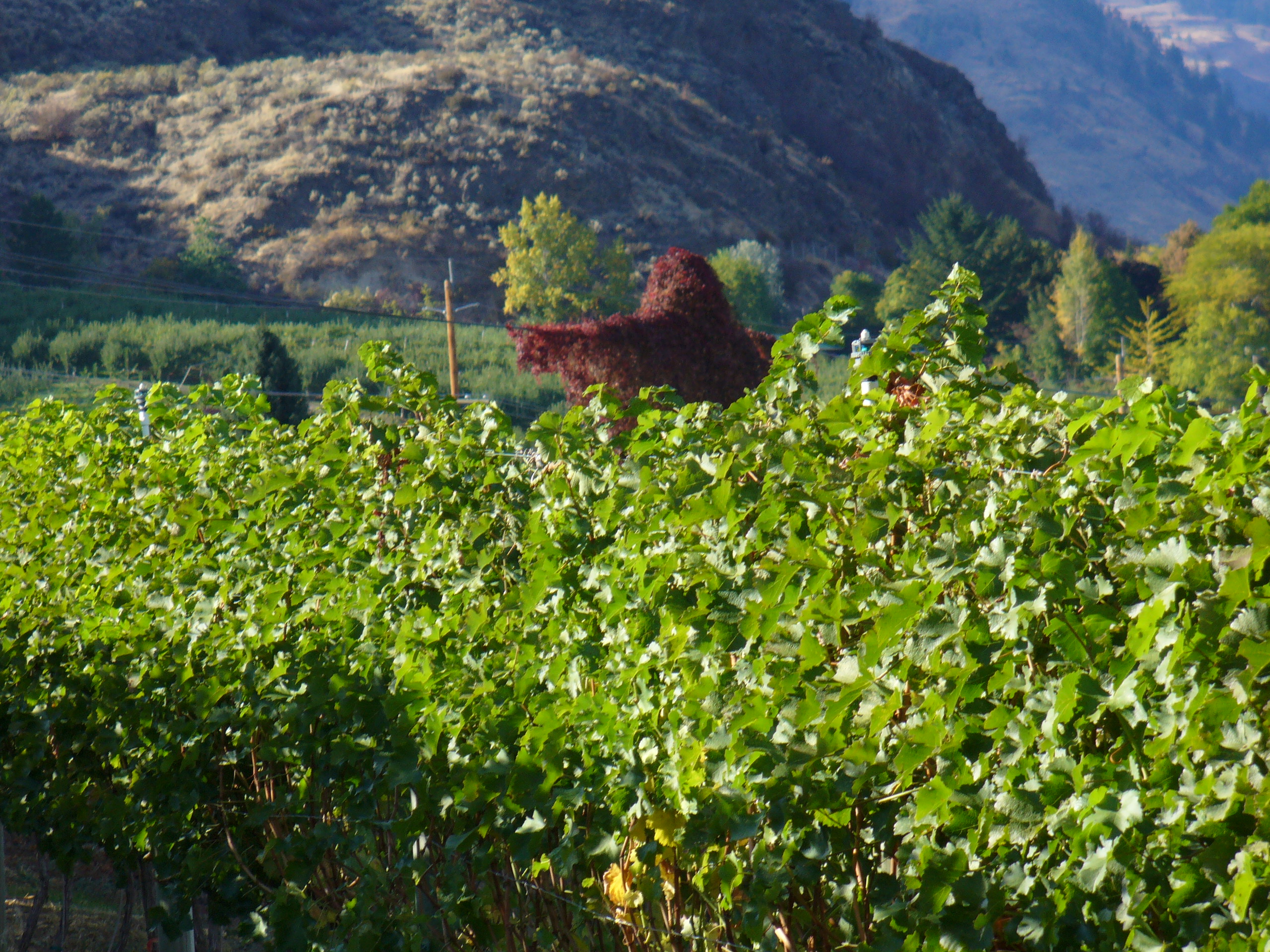 Creepy vineyard monster has more than 20-year history in Okanagan | iNwine