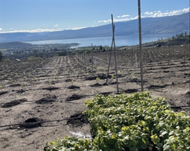 West Kelowna lumber mill is adding 24 acres of vineyards to its Okanagan hillside | iNwine