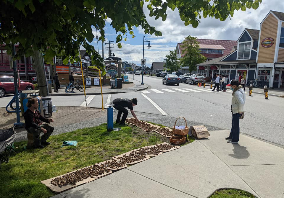 Morel mushroom hunters having a heyday in the Okanagan | iNwine