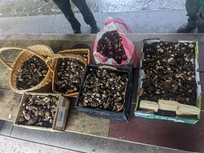 Morel mushroom hunters having a heyday in the Okanagan | iNwine