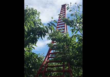World’s largest orchard ladder to return to Summerland | iNwine