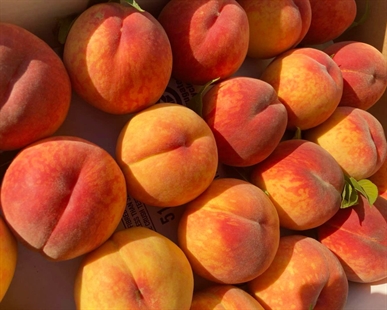 Okanagan peaches are scarce this summer | iNwine