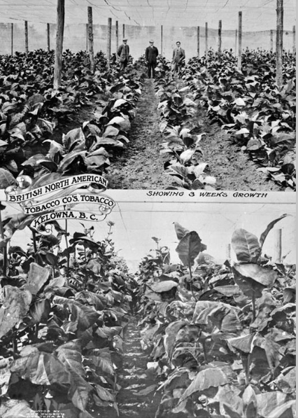 iN PHOTOS: Why tobacco failed to be the Okanagan’s biggest crop | iNwine