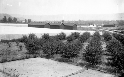 iN PHOTOS: Why tobacco failed to be the Okanagan’s biggest crop | iNwine