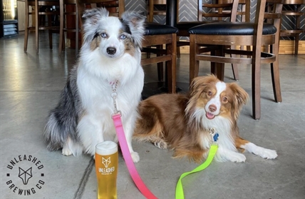 B.C.’s only dog-friendly brew pub in Kelowna welcomes back dogs | iNwine