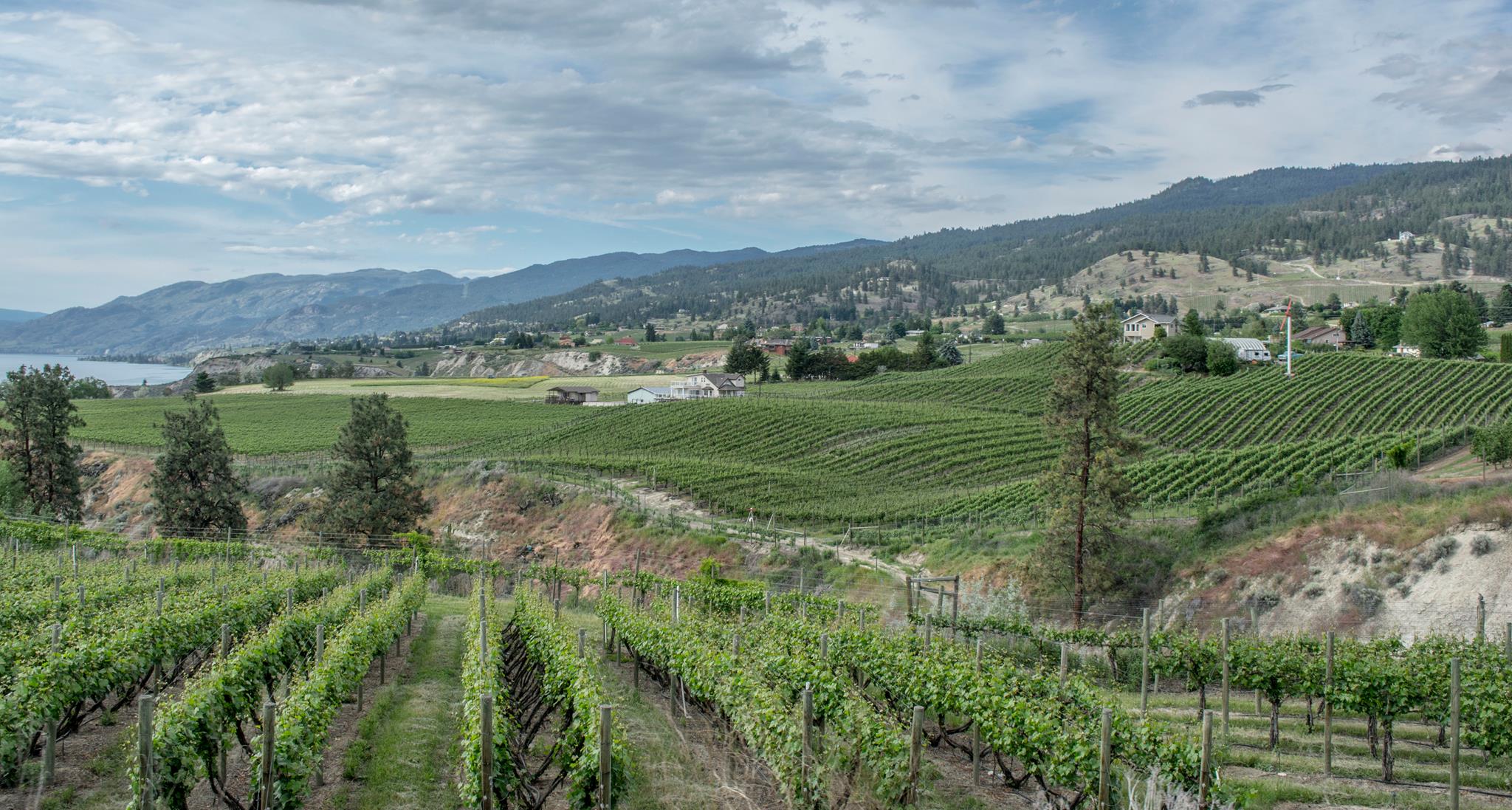 Why the Okanagan Valley has so many wineries; the Okanogan so few | iNwine