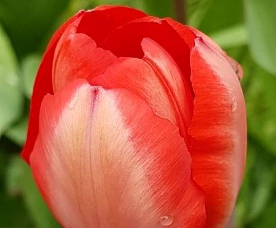Arrival of tulips cheering up residents in Kamloops, Okanagan | iNwine Arrival of tulips cheering up residents in Kamloops, Okanagan | iNwine