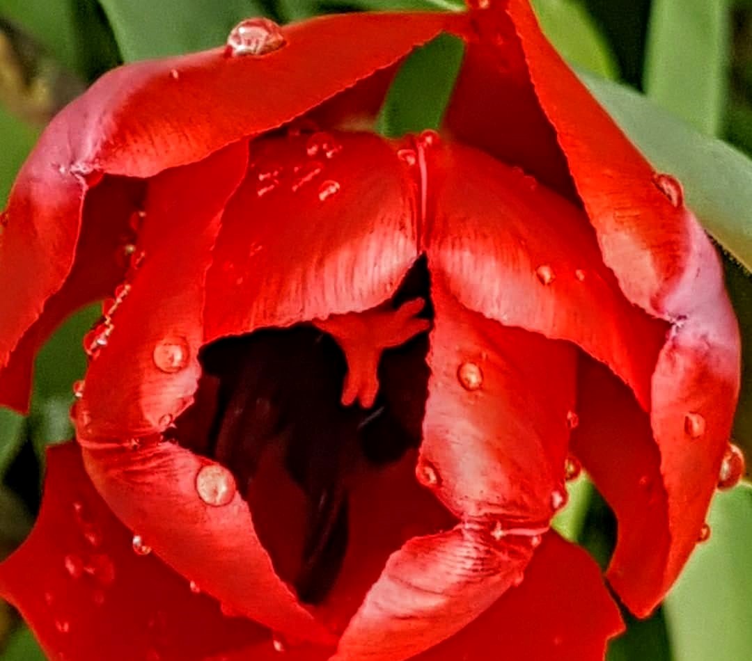 Arrival of tulips cheering up residents in Kamloops, Okanagan | iNwine Arrival of tulips cheering up residents in Kamloops, Okanagan | iNwine