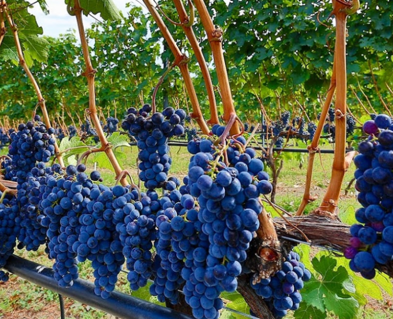 Unlock a World of Award-Winning Wines from Heaven’s Gate Winery | iNwine Unlock a World of Award-Winning Wines from Heaven’s Gate Winery | iNwine