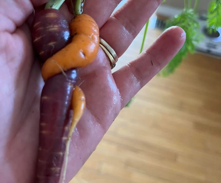 iN PHOTOS: Weird veggies from Kamloops, Okanagan | iNwine iN PHOTOS: Weird veggies from Kamloops, Okanagan | iNwine