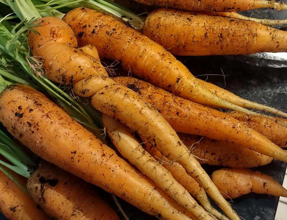 iN PHOTOS: Weird veggies from Kamloops, Okanagan | iNwine iN PHOTOS: Weird veggies from Kamloops, Okanagan | iNwine