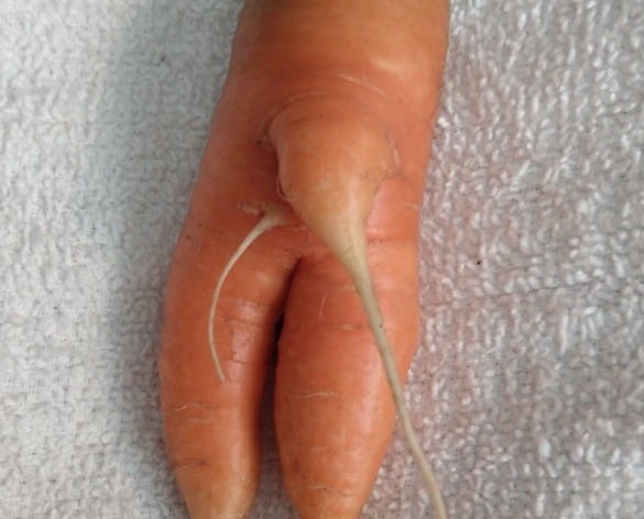 iN PHOTOS: Weird veggies from Kamloops, Okanagan | iNwine iN PHOTOS: Weird veggies from Kamloops, Okanagan | iNwine