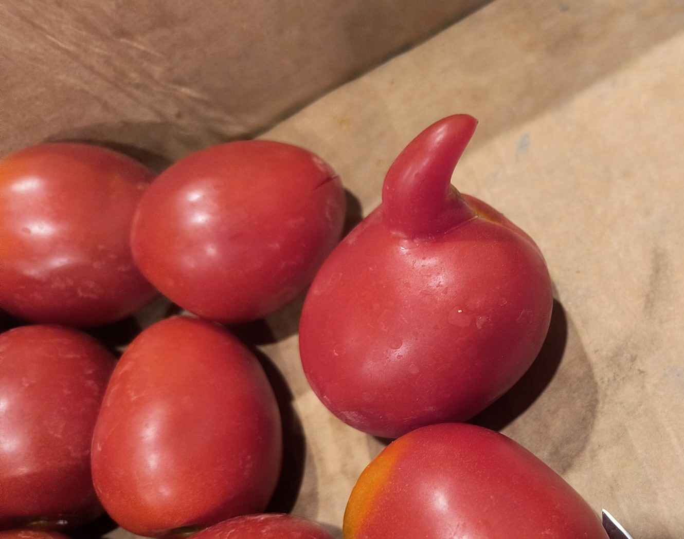 iN PHOTOS: Weird veggies from Kamloops, Okanagan | iNwine iN PHOTOS: Weird veggies from Kamloops, Okanagan | iNwine